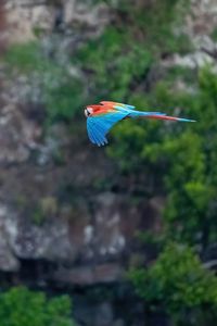 Preview wallpaper macaw, parrot, bird, flight