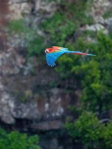 Preview wallpaper macaw, parrot, bird, flight
