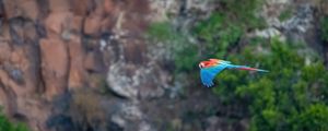 Preview wallpaper macaw, parrot, bird, flight