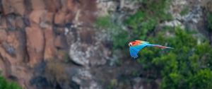 Preview wallpaper macaw, parrot, bird, flight