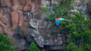 Preview wallpaper macaw, parrot, bird, flight