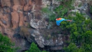 Preview wallpaper macaw, parrot, bird, flight