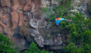 Preview wallpaper macaw, parrot, bird, flight