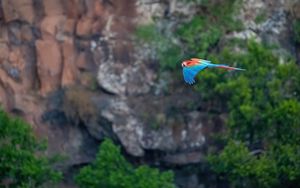 Preview wallpaper macaw, parrot, bird, flight