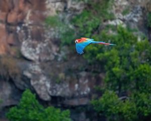 Preview wallpaper macaw, parrot, bird, flight