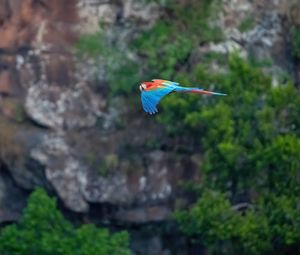 Preview wallpaper macaw, parrot, bird, flight