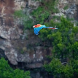 Preview wallpaper macaw, parrot, bird, flight