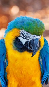 Preview wallpaper macaw, parrot, bird, beak