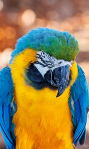 Preview wallpaper macaw, parrot, bird, beak