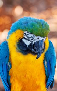 Preview wallpaper macaw, parrot, bird, beak