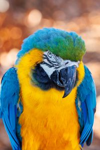 Preview wallpaper macaw, parrot, bird, beak