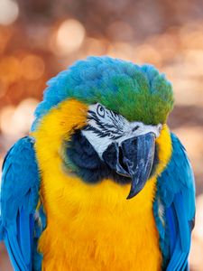 Preview wallpaper macaw, parrot, bird, beak
