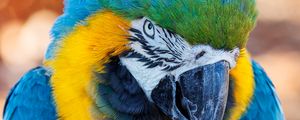 Preview wallpaper macaw, parrot, bird, beak