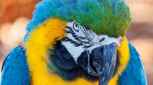 Preview wallpaper macaw, parrot, bird, beak