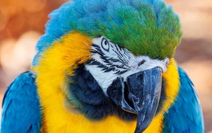 Preview wallpaper macaw, parrot, bird, beak