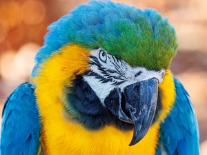 Preview wallpaper macaw, parrot, bird, beak