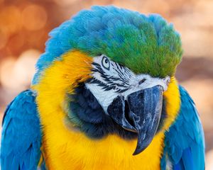 Preview wallpaper macaw, parrot, bird, beak