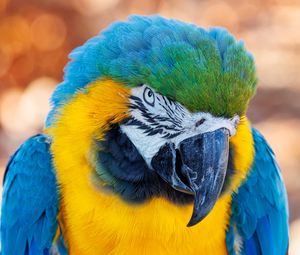 Preview wallpaper macaw, parrot, bird, beak