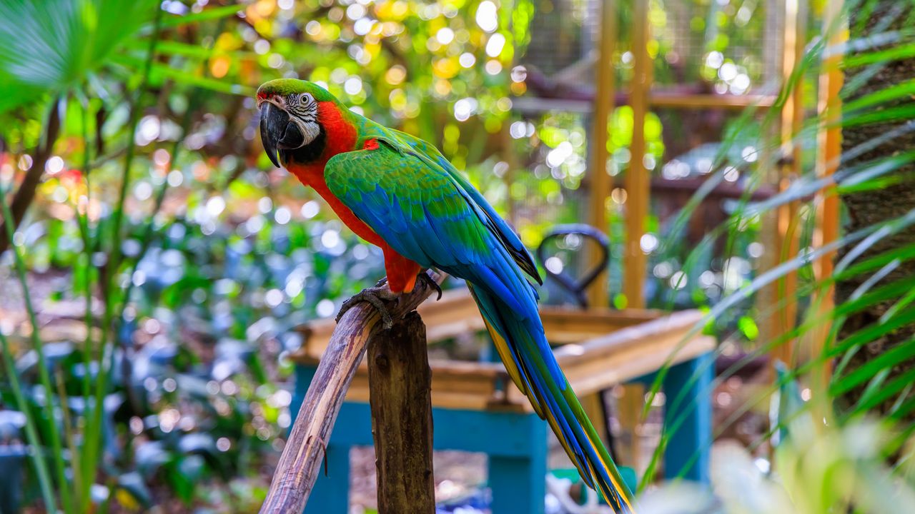 Wallpaper macaw, parrot, bird, pole