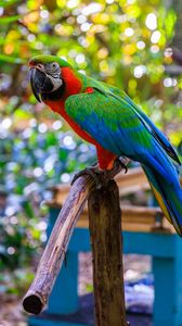 Preview wallpaper macaw, parrot, bird, pole