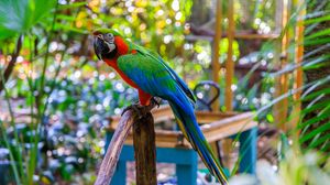 Preview wallpaper macaw, parrot, bird, pole