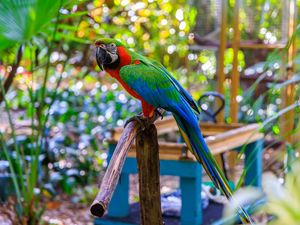 Preview wallpaper macaw, parrot, bird, pole