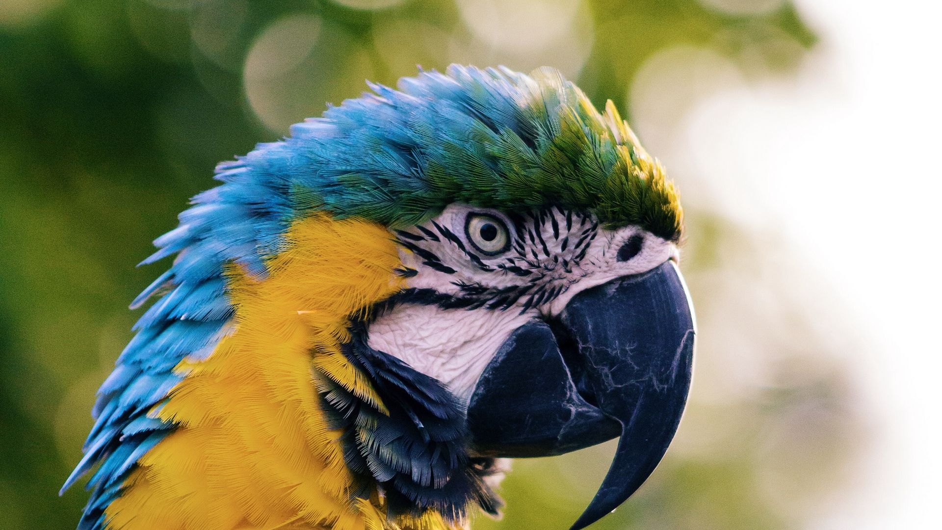 Download wallpaper 1920x1080 macaw, parrot, bird, color full hd, hdtv, fhd, 1080p  hd background
