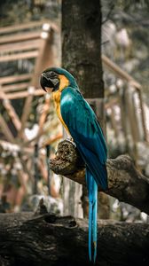 Preview wallpaper macaw, parrot, birds, colorful, tree