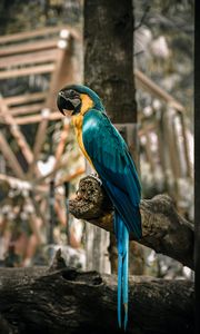 Preview wallpaper macaw, parrot, birds, colorful, tree