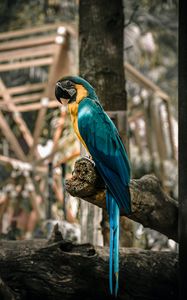 Preview wallpaper macaw, parrot, birds, colorful, tree