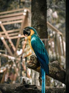Preview wallpaper macaw, parrot, birds, colorful, tree