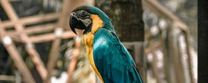 Preview wallpaper macaw, parrot, birds, colorful, tree