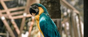 Preview wallpaper macaw, parrot, birds, colorful, tree