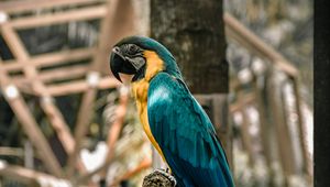 Preview wallpaper macaw, parrot, birds, colorful, tree