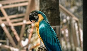 Preview wallpaper macaw, parrot, birds, colorful, tree