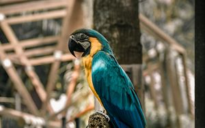 Preview wallpaper macaw, parrot, birds, colorful, tree