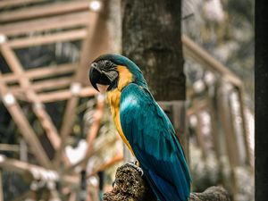 Preview wallpaper macaw, parrot, birds, colorful, tree