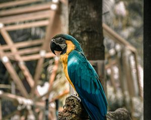 Preview wallpaper macaw, parrot, birds, colorful, tree