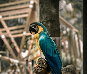 Preview wallpaper macaw, parrot, birds, colorful, tree