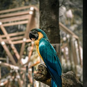 Preview wallpaper macaw, parrot, birds, colorful, tree
