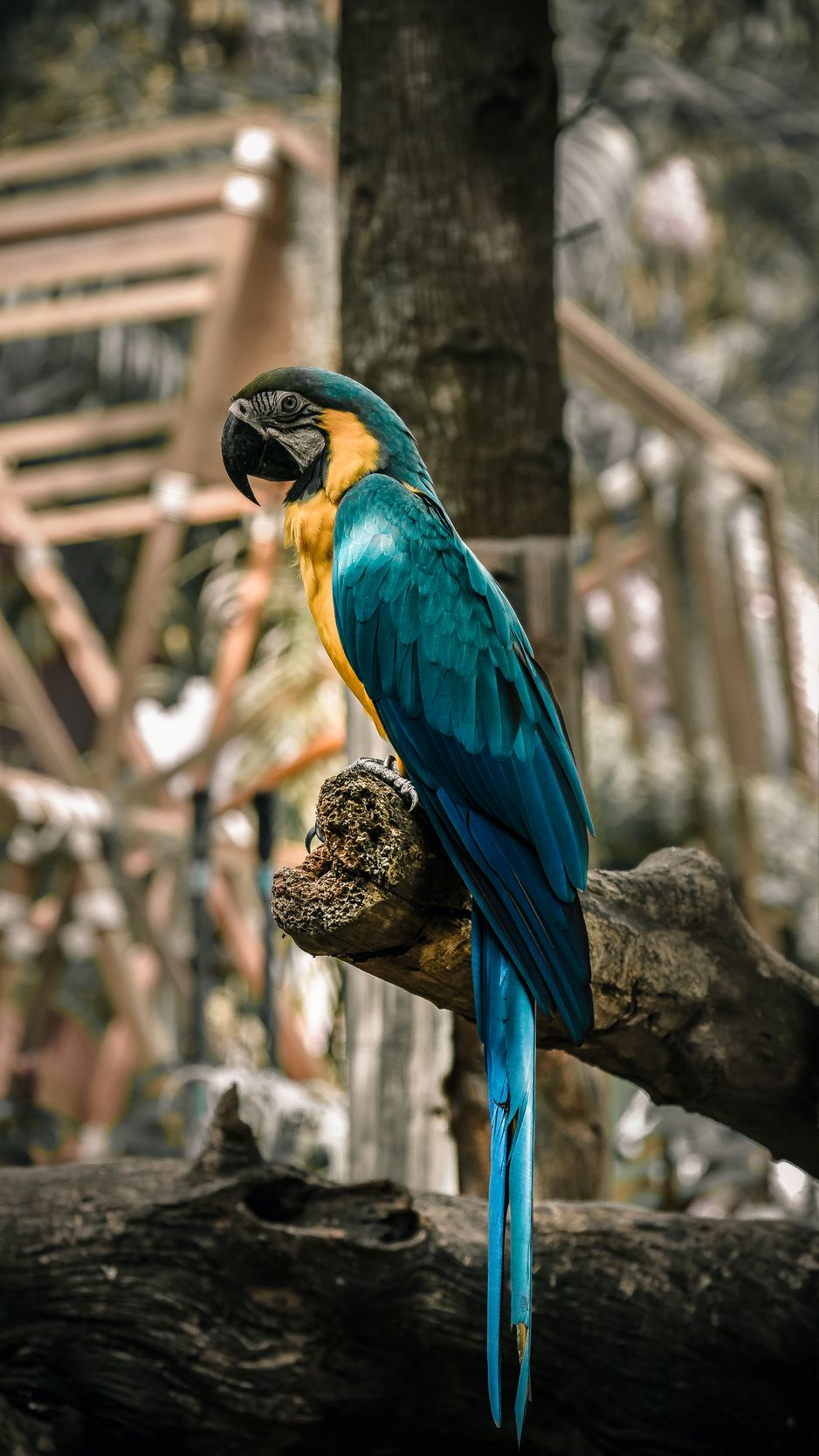 Download wallpaper 938x1668 macaw, parrot, birds, colorful, tree iphone  8/7/6s/6 for parallax hd background