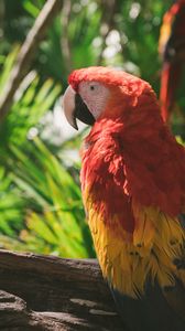 Preview wallpaper macaw, parrot, colorful, bird