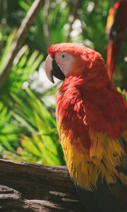 Preview wallpaper macaw, parrot, colorful, bird