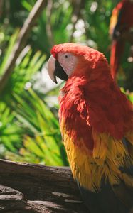Preview wallpaper macaw, parrot, colorful, bird