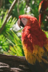 Preview wallpaper macaw, parrot, colorful, bird