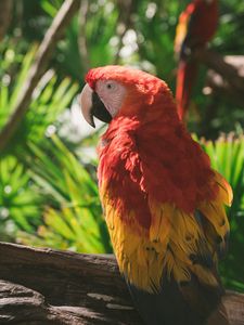 Preview wallpaper macaw, parrot, colorful, bird