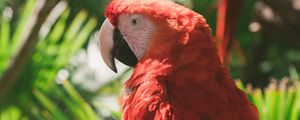 Preview wallpaper macaw, parrot, colorful, bird