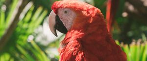 Preview wallpaper macaw, parrot, colorful, bird