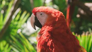 Preview wallpaper macaw, parrot, colorful, bird