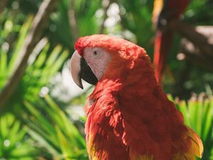 Preview wallpaper macaw, parrot, colorful, bird